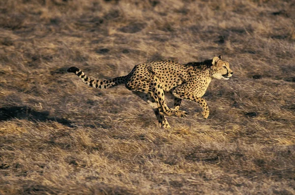 Guepard asinonyx jubatus — Stok fotoğraf