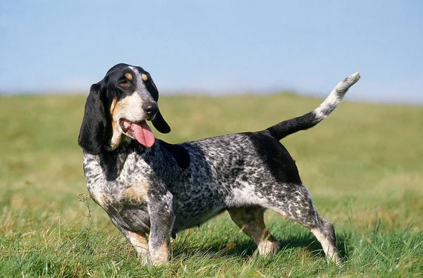 Basset Bleu De Gascogne — стокове фото