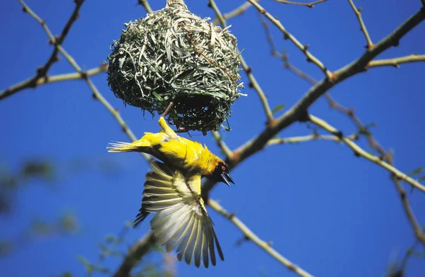 Tisserin Gendarme ploceus cucullatus — Stock Fotó