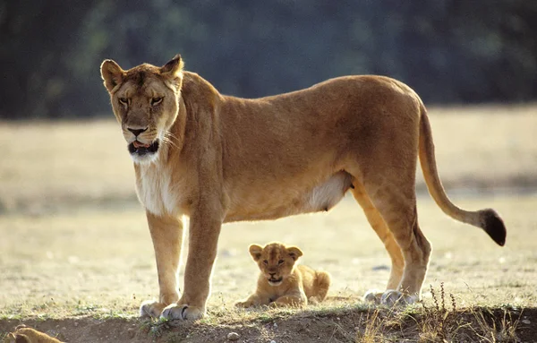 LION D 'AFRIQUE panthera leo - Stock-foto