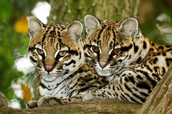 Ozelot-Leopardus pardalis — Stockfoto