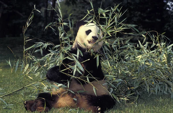 Grand Panda ailuropoda melanoleuca — Stock fotografie