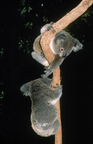 Koala phascolarctos cinereus — Stock Fotó