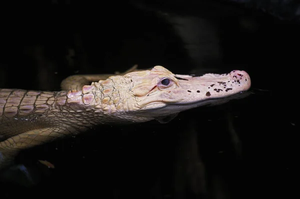 Aligátor Amerikai aligátor mississipiensis — Stock Fotó