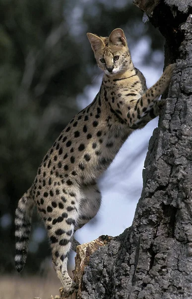 Serval leptailurus serval — Fotografia de Stock