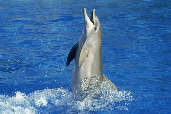 Großer Dauphin-Tursiops truncatus — Stockfoto