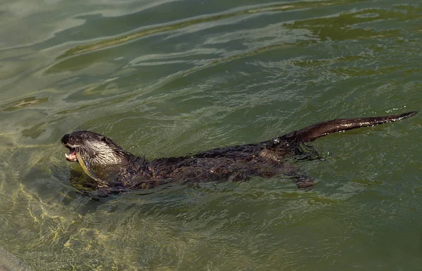 Loutre D 'Europe lutra lutra — Stockfoto