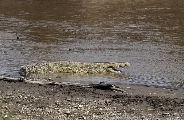 Crocodilo Du Nil crocodilo niloticus — Fotografia de Stock