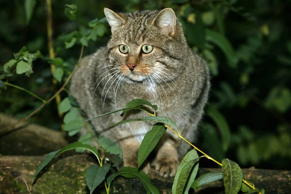 Chat Sauvage D'Europe felis silvestris — 图库照片