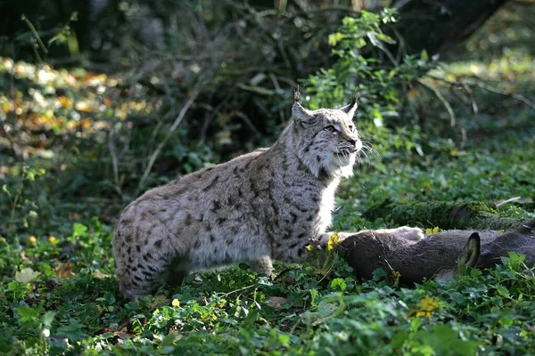 Lynx Boreal felis lynx —  Fotos de Stock