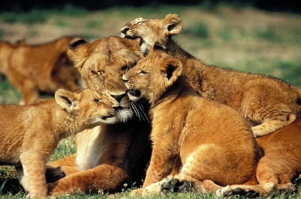 狮子D'Afrique Panthera leo — 图库照片