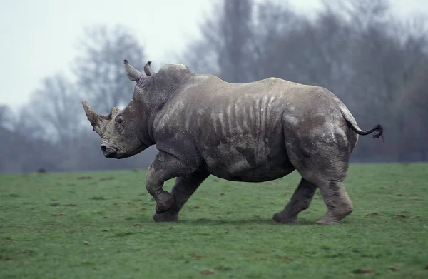 Rhinoceros Blanc ceratotherium simum — Stock fotografie