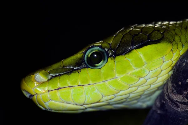 Serpent Ratier A Queue Rouge｜gonosoma oxycephala — ストック写真