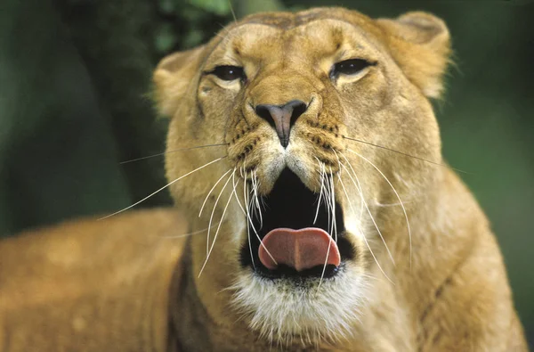 LION D'AFRIQUE panthera leo — Stock Photo, Image