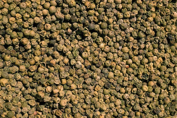 Verte de poivre — Fotografia de Stock