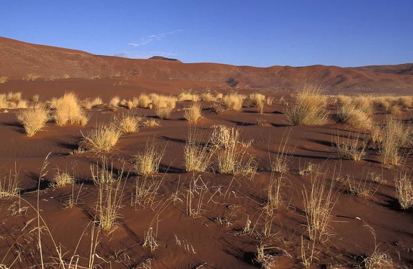 DESERT EN NAMIBIE — Stock Photo, Image