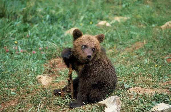 NUESTROS BRUN ursus arctos — Foto de Stock