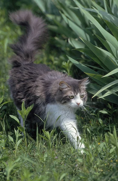 Chat Angora —  Fotos de Stock