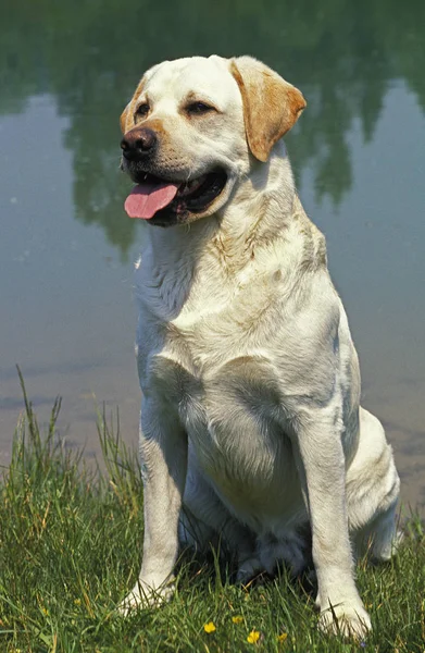 Labrador — Fotografia de Stock