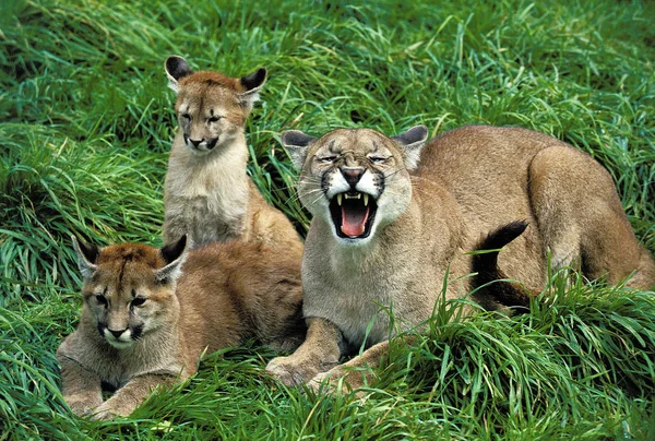 PUMA puma concolor — Stock Photo, Image