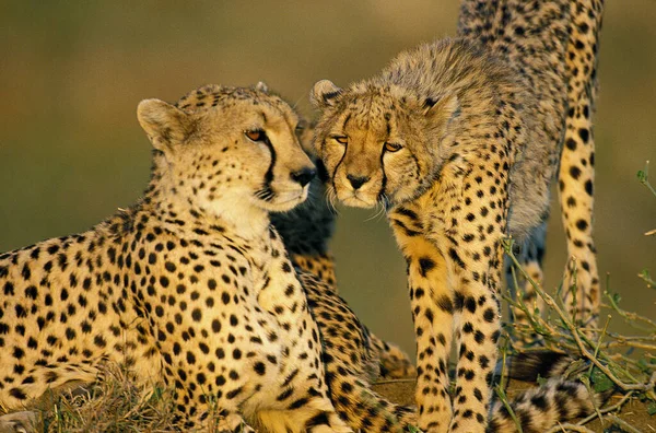 Guepard acinonyx jubatus — Fotografia de Stock