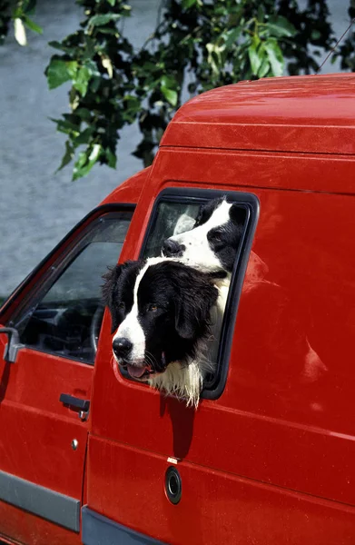 TRANSPORTE DE CHIEN — Foto de Stock