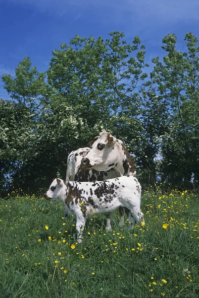 Vache normande —  Fotos de Stock