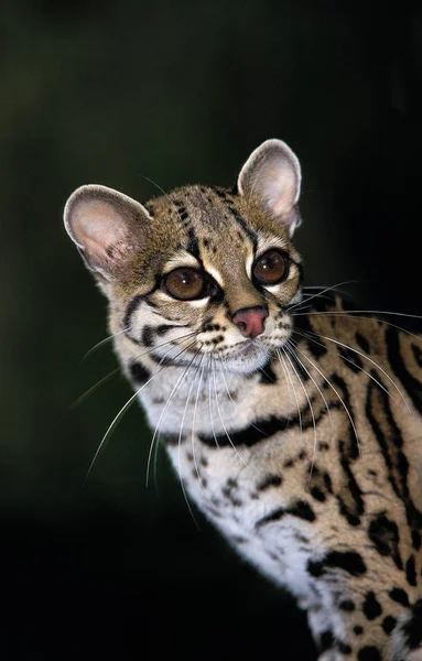 Margay leopardus wiedi — Stok fotoğraf