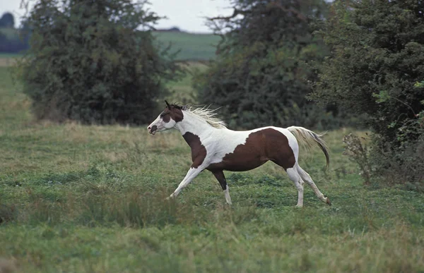 Pintura caballo —  Fotos de Stock