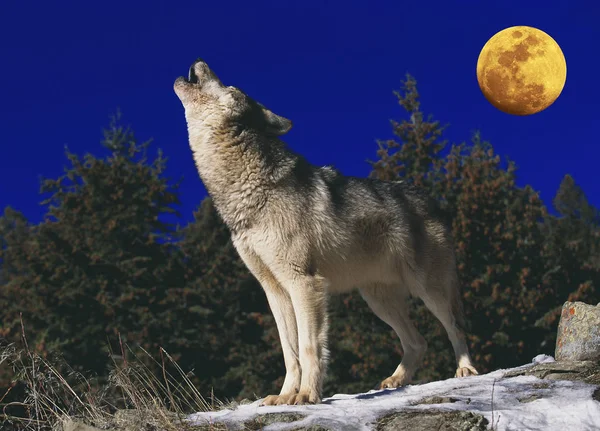 Loup D 'Europe köpek lupus