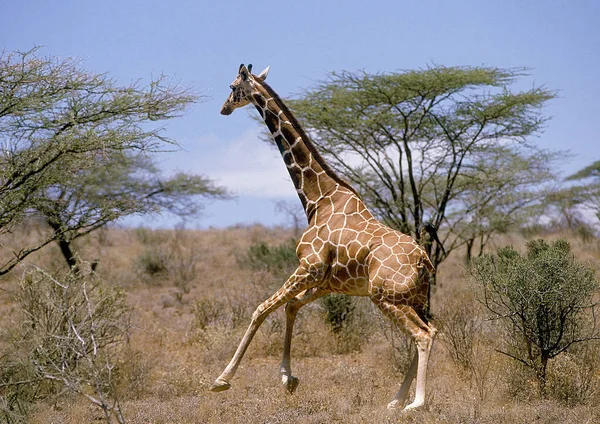 Żyrafa Reticulee żyrafa camelopardalis reticulata — Zdjęcie stockowe