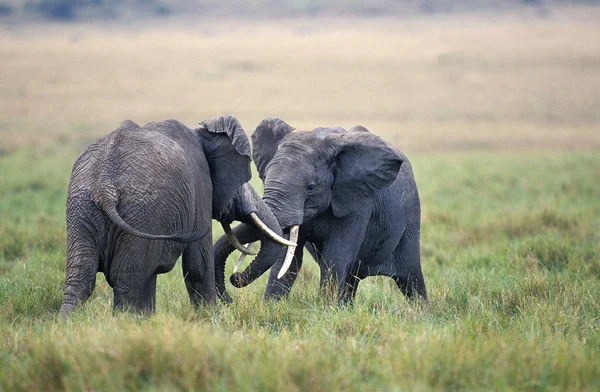 ELEPHANT D 'AFRIQUE loxodonta africana — стоковое фото
