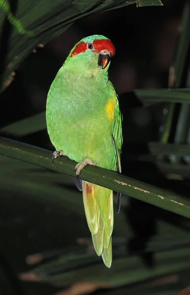 Loriquet Musque glossopsitta concinna — Foto de Stock