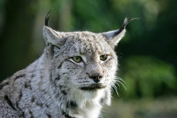 Luchs boreal felis lynx — Stockfoto