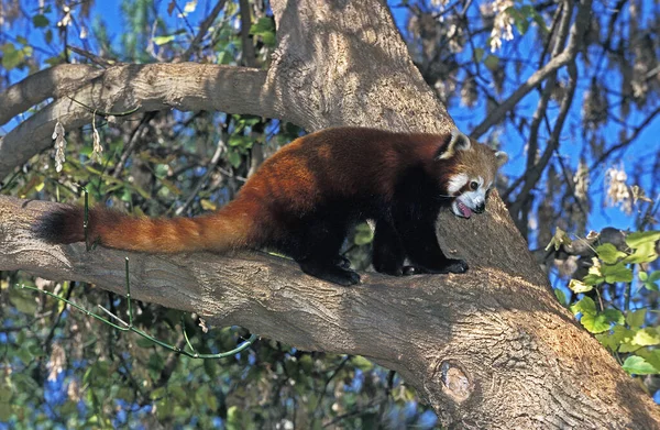 Petit Panda ailurus fulgens — Fotografia de Stock