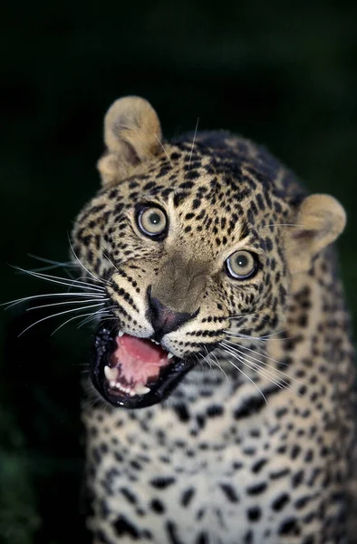 Panthere Leopard panthera pardus — стокове фото