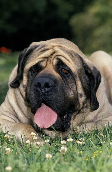 Mastiff. — Foto de Stock