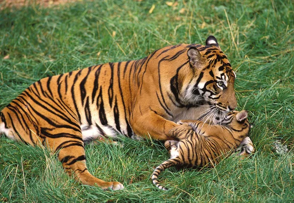 Tigre De Sumatra panthera tigris sumatrae — Zdjęcie stockowe