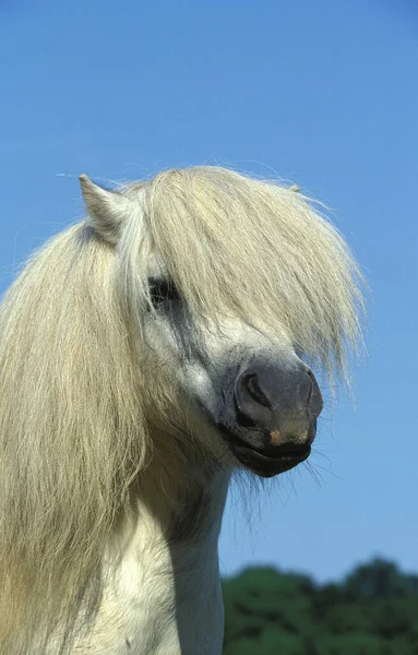 Poney Shetland — 스톡 사진