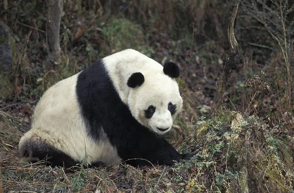 Grande Panda ailuropoda melanoleuca — Fotografia de Stock