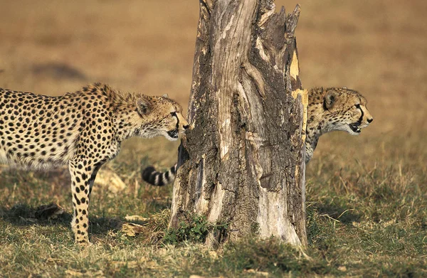 GUEPARD acinonyx jubatus — Stock Photo, Image