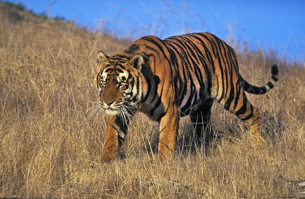 TIGRE DU BENGALE panthera tigris tigris — Stock Photo, Image