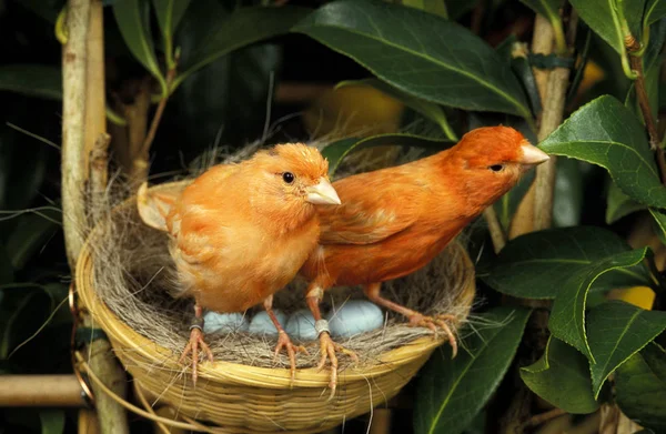 Canari De Couleur Rouge — Foto de Stock