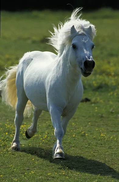 Poney Shetland — 스톡 사진