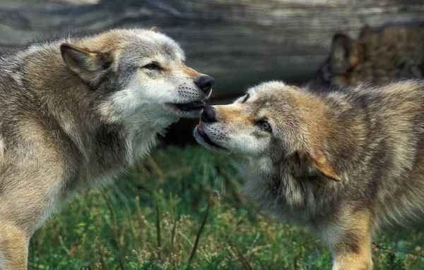 LOUP D 'EUROPE canis lupus — стоковое фото