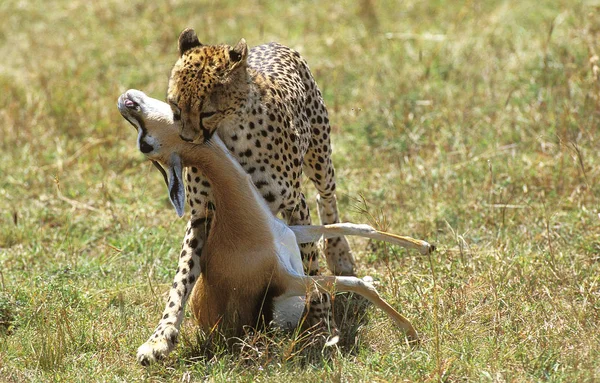 GÉPARD acinonyx jubatus — Photo