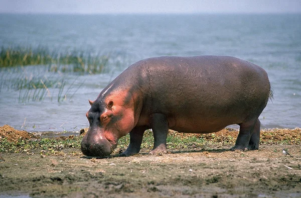 HIPPOTAME hippopotamus amphibius — стоковое фото