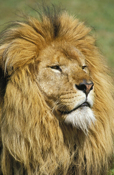 LION D'AFRIQUE panthera leo