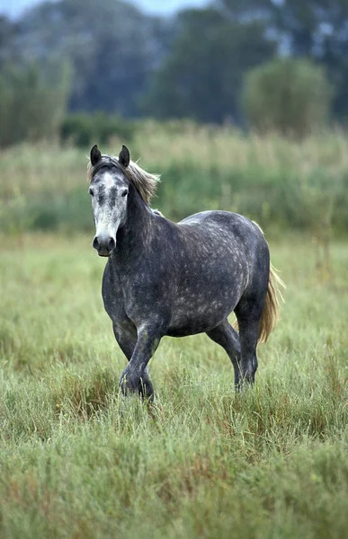 Koń lipicański — Zdjęcie stockowe
