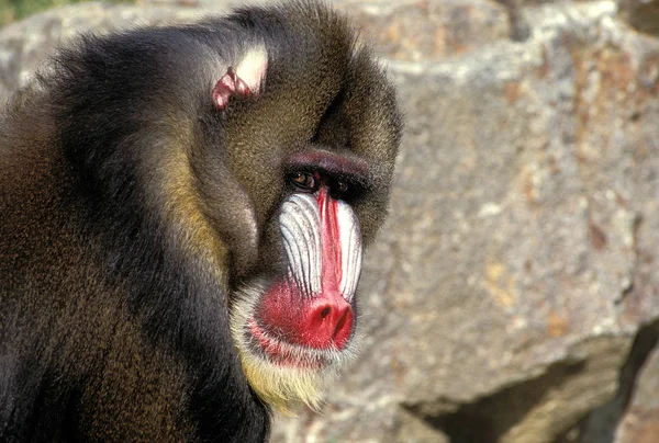 Mandrill mandrillus sfinga — Stock fotografie